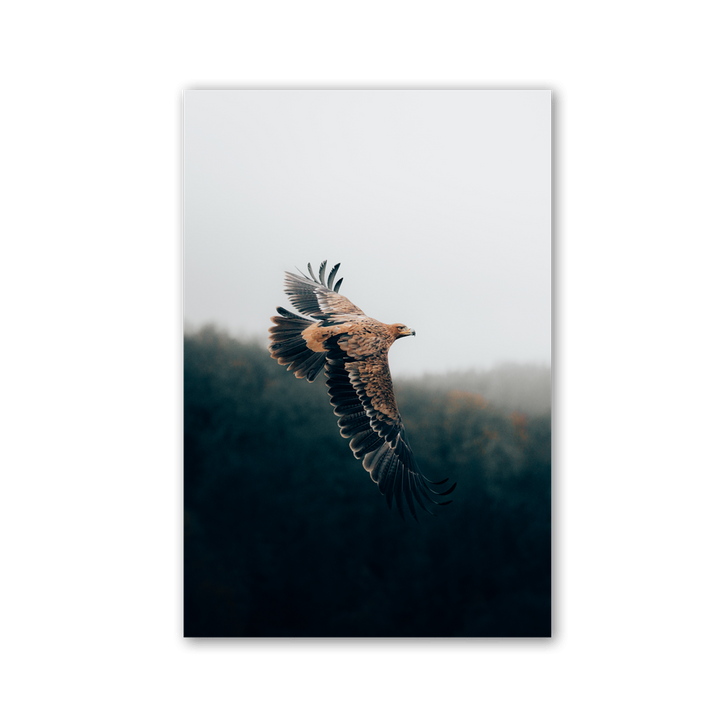 Eagle Over Forest Mist by Philipp Pilz - Affengeile Bilder