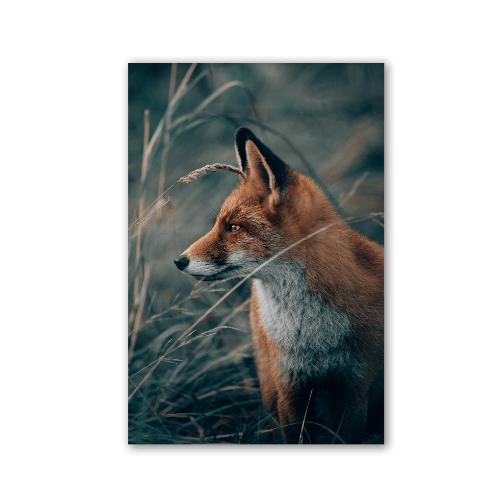 Fox in the Tall Grass by Philipp Pilz - Affengeile Bilder
