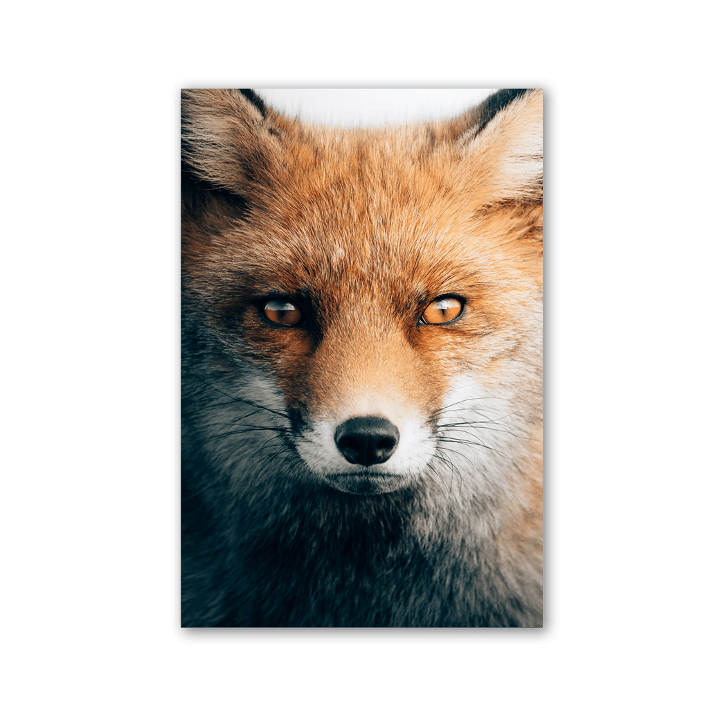 Golden Fox Portrait by Philipp Pilz - Affengeile Bilder
