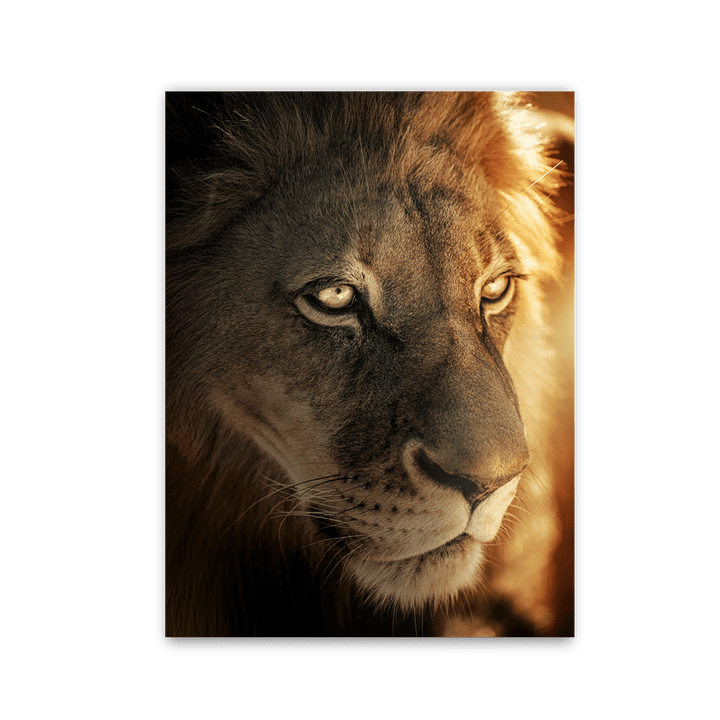 Golden Glow Lion by Zenzdesign - Affengeile Bilder