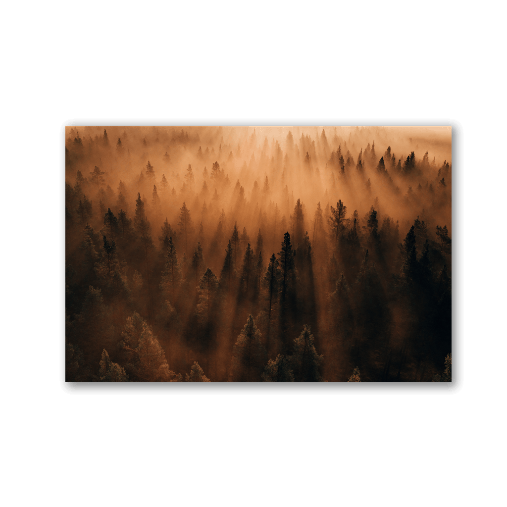 Golden Pine Forest Mist by Philipp Pilz - Affengeile Bilder