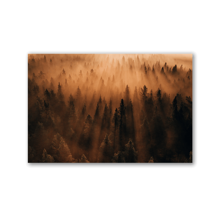Golden Pine Forest Mist by Philipp Pilz - Affengeile Bilder