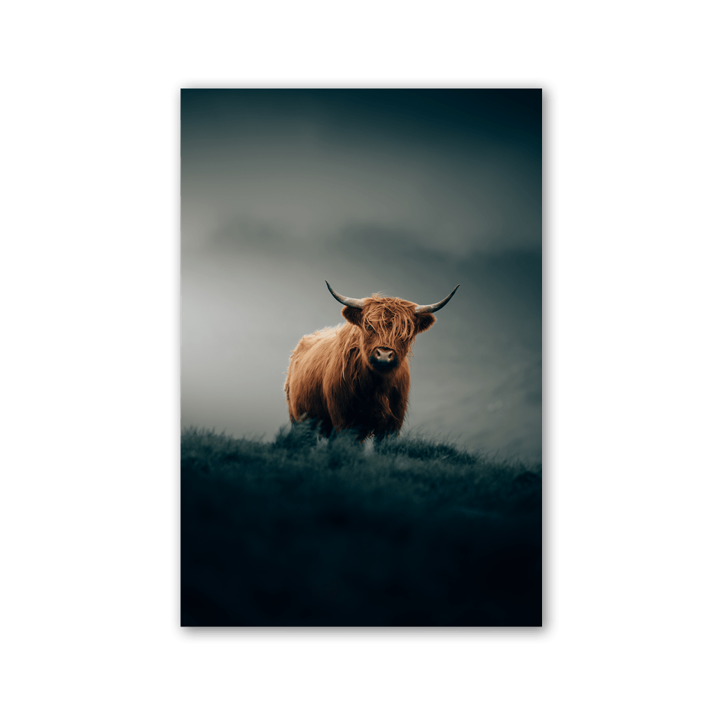 Lone Highland Cattle Guard by Philipp Pilz - Affengeile Bilder