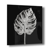 Monstera No. 1 Silber auf Acryl - Affengeile Bilder