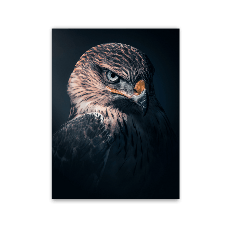 Shadow Hawk Portrait by Zenzdesign - Affengeile Bilder