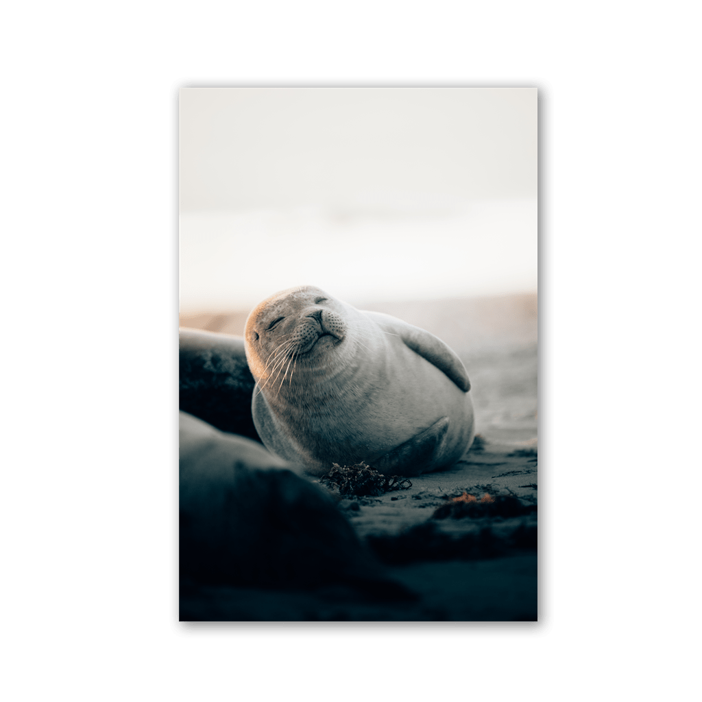 Smiling Seal Beach by Philipp Pilz - Affengeile Bilder