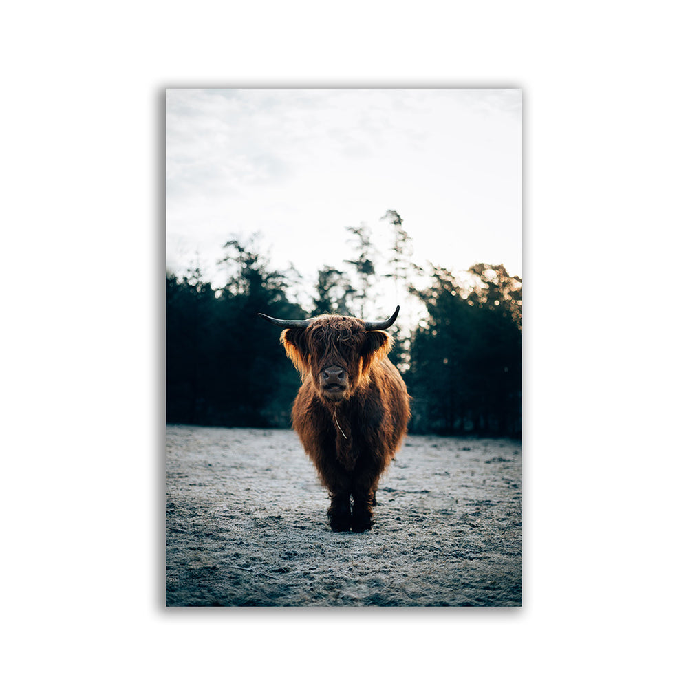 Highland Cow by Philipp Pilz 