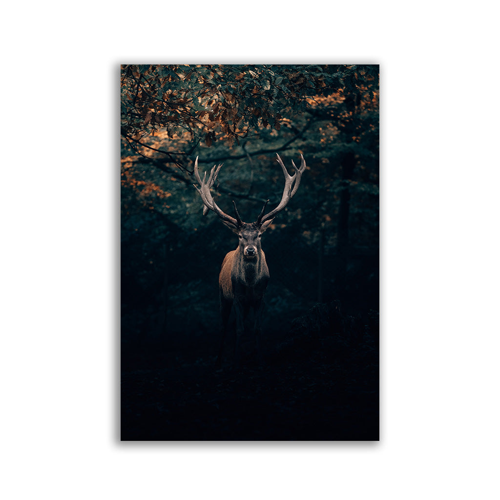Majestic Deer by Philipp Pilz 