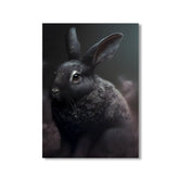 Black Bunny by Juliano de Araujo - Affengeile Bilder