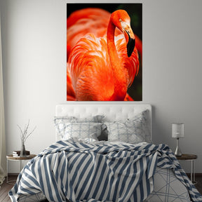 "Flamingo" ﻿ - Affengeile Bilder