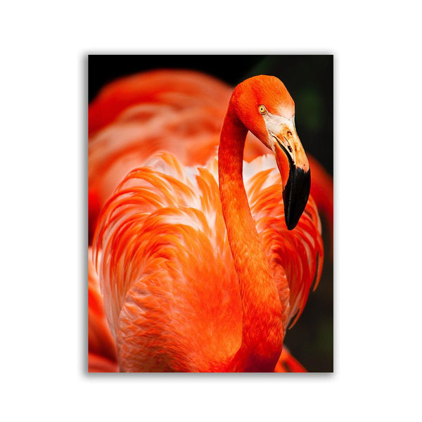 "Flamingo" ﻿ - Affengeile Bilder