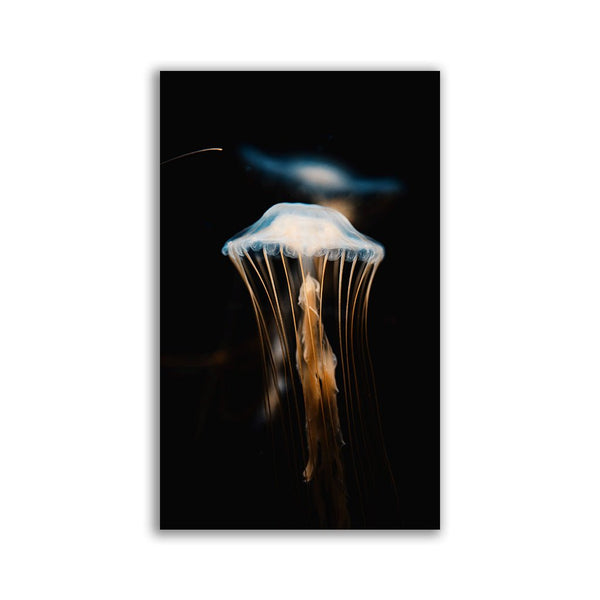 "Jellyfish" - Affengeile Bilder