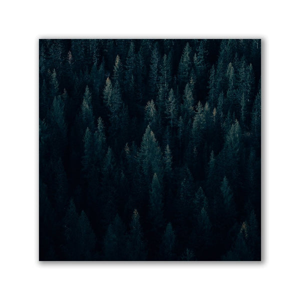 Moody Forest - Quadrat by Philipp Pilz - Affengeile Bilder