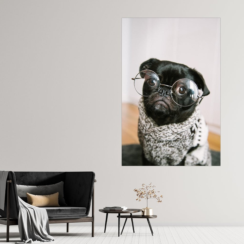 Mops Brille - Affengeile Bilder