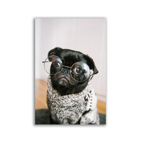 Mops Brille - Affengeile Bilder